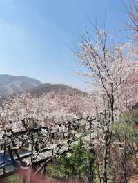  🌿 화담숲 & 곤지암 소머리국밥 여행기  “자연 속 힐링 한 바퀴 → 뜨끈한 국밥 한 그릇! 하루 완벽 