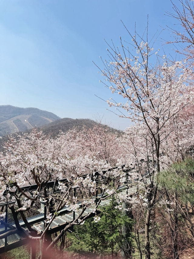  🌿 화담숲 & 곤지암 소머리국밥 여행기  “자연 속 힐링 한 바퀴 → 뜨끈한 국밥 한 그릇! 하루 완벽 