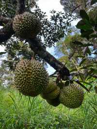 Hiking to Penang’s Hidden Glass House — With a Durian Surprise 