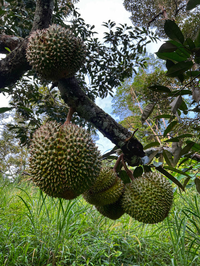 Hiking to Penang’s Hidden Glass House — With a Durian Surprise 