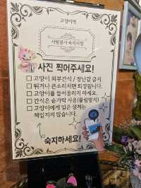 🤎🤍영흥도 고양이와 고양이역