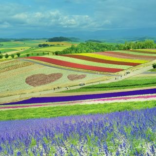 Tips for a Picture-Perfect Summer Tour in Biei!