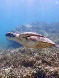 Snorkeling Paradise at W Maldives – Sea Turtles, Reef Fish & Direct Ocean Access 