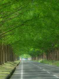 【四季で表情を変える絶景並木道🌲】メタセコイア並木で風を感じる旅✨