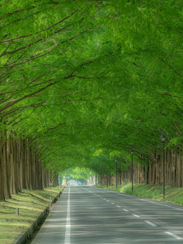 【四季で表情を変える絶景並木道🌲】メタセコイア並木で風を感じる旅✨