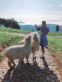 Akha FarmVille ดอยช้าง เชียงราย