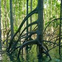 Sundarbans – Where the Forest Breathes with the Tides 🌿🐅