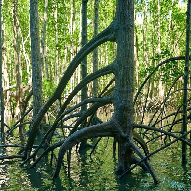 Sundarbans – Where the Forest Breathes with the Tides 🌿🐅