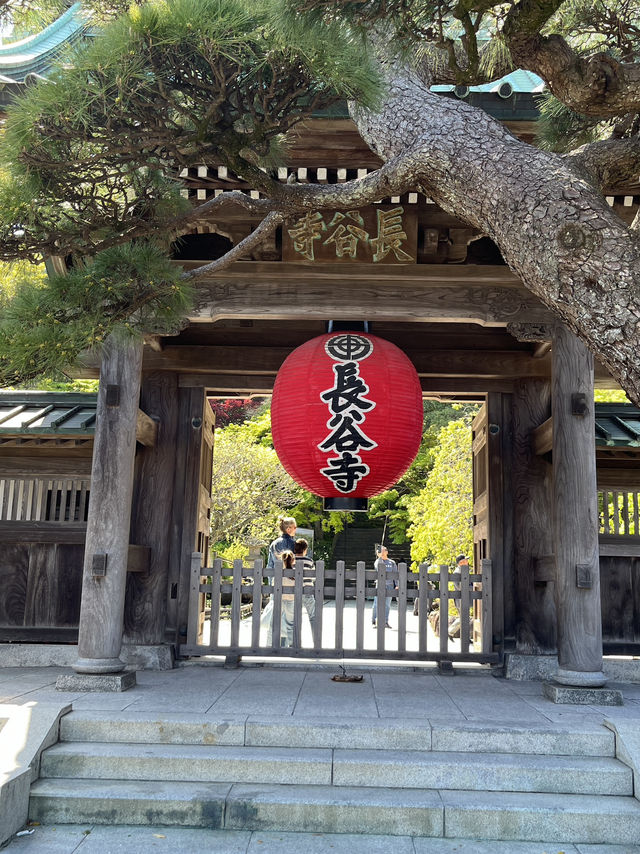 🌸🪷🌊 Hasedera Temple – Where Flowers Meet the Sea in Kamakura