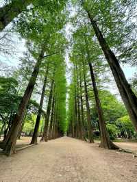 Exploring NamiNara Republic at Nami Island, Korea