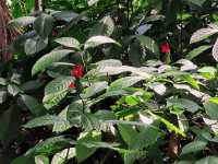 Mandai - Vương Quốc Các Loài Thú