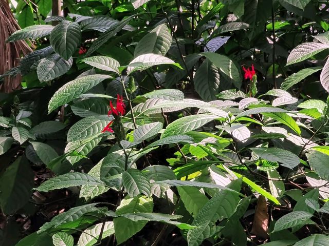 Mandai - Vương Quốc Các Loài Thú