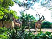 Mesmerizing Singapore Zoo! 