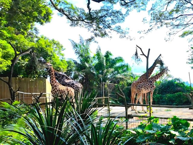 Mesmerizing Singapore Zoo! 