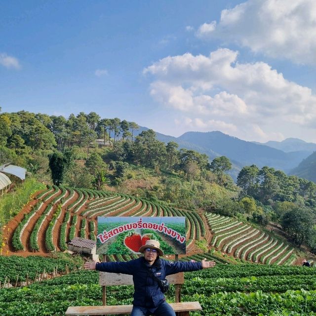 ไร่สตรอว์เบอร์รี่ จังหวัดเชียงใหม่