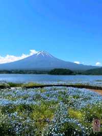 Flower Views and Fuji Skies – Oishi Park, Kawaguchiko