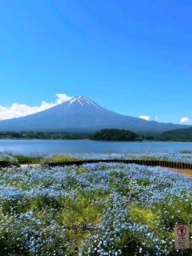 Flower Views and Fuji Skies – Oishi Park, Kawaguchiko