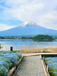 Flower Views and Fuji Skies – Oishi Park, Kawaguchiko