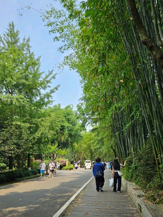 중국 청두 자이언트 판다 기지 방문했어요