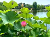 Green Calm in Osaka: Nagai Park