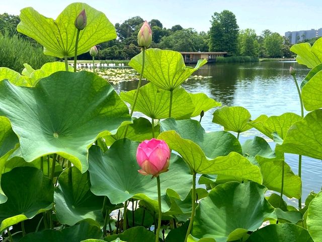 Green Calm in Osaka: Nagai Park