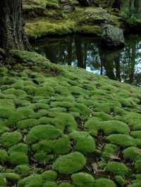 京都必去景點（四）🌿西芳寺の絕美苔蘚王國🌿