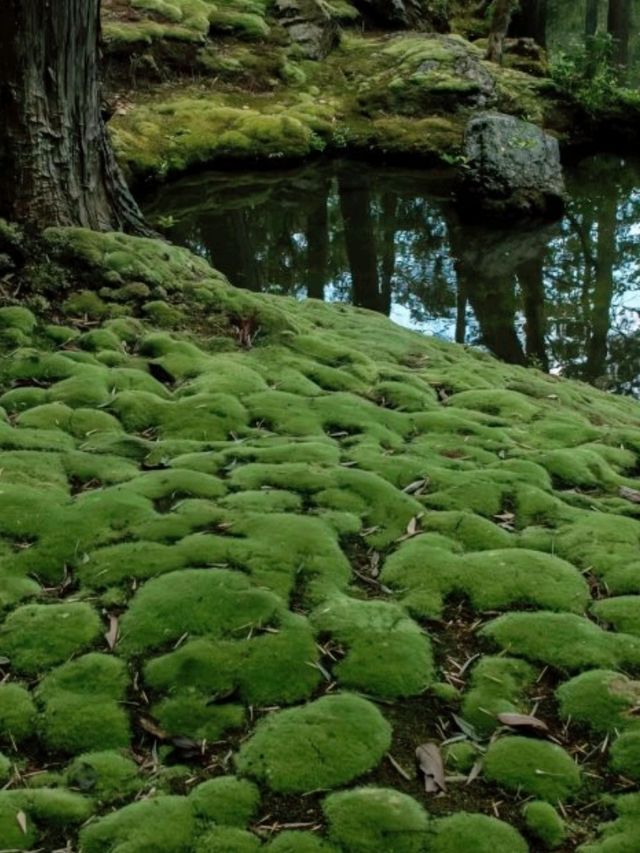 京都必去景點（四）🌿西芳寺の絕美苔蘚王國🌿
