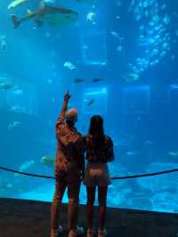 💙หลุดเข้าโลกใต้ทะเลกับ S.E.A. Aquarium Singapore 