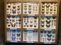 🦋【Butterfly Wonderland Genting】