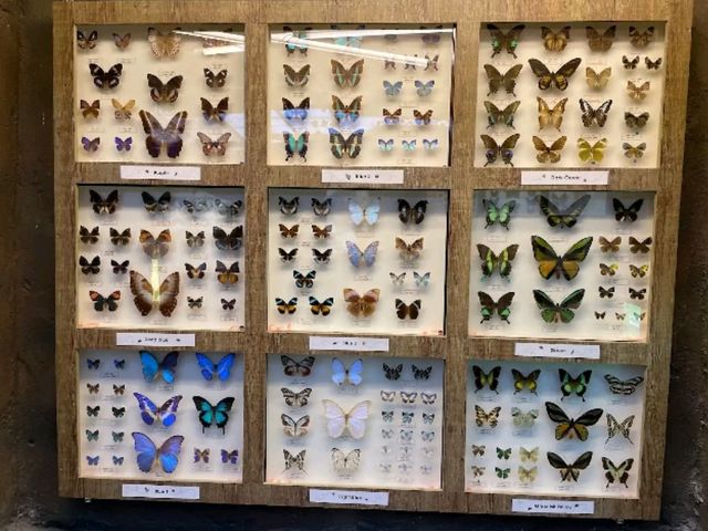 🦋【Butterfly Wonderland Genting】