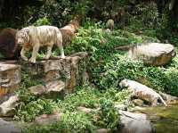 🦁 Singapore Zoo — A Wild Day in a Rainforest Wonderland