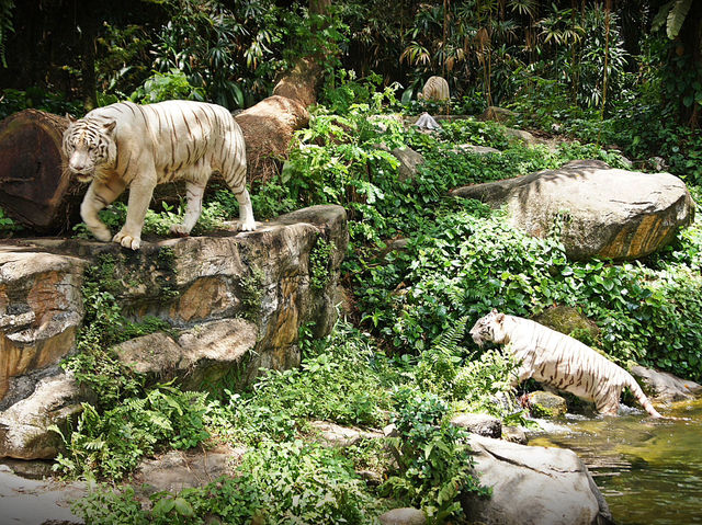 🦁 Singapore Zoo — A Wild Day in a Rainforest Wonderland