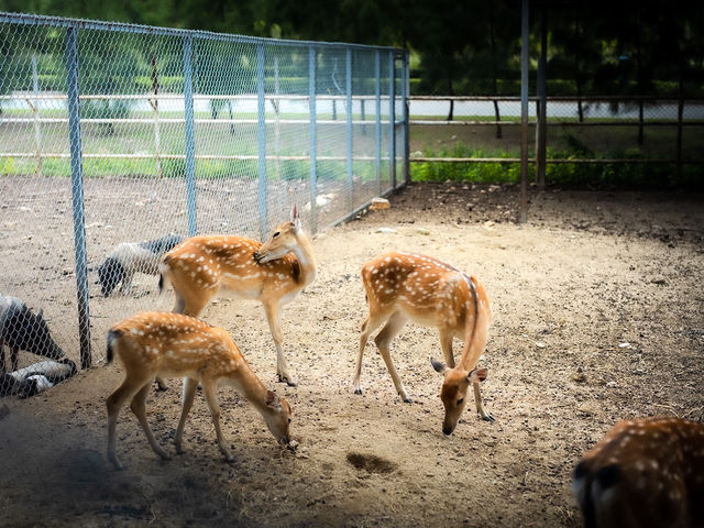 ความน่ารักของเขาใหญ่ในวันนี้ Mini Zoo 