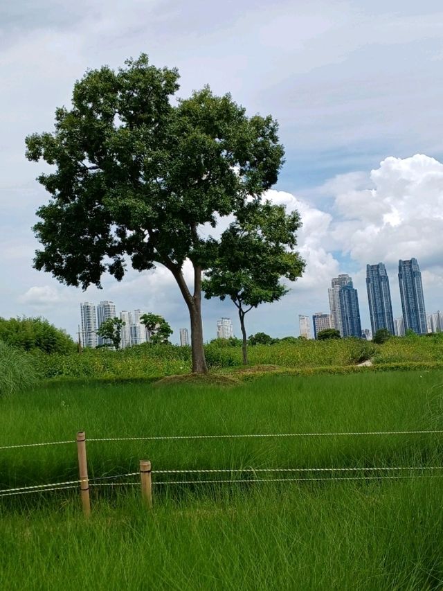 여름 피크닉 명소 🧺 여름 피크닉 명소 🧺
