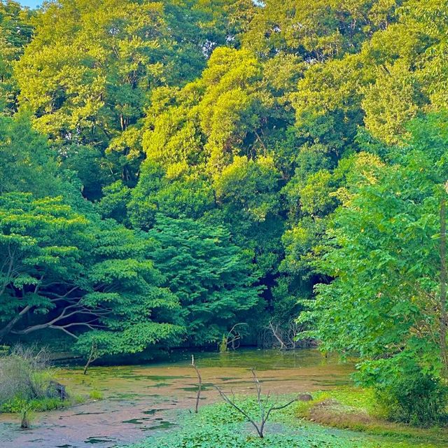 Yoyogi Park