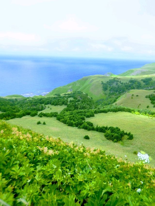 夏の礼文島で花と海と緑の絶景トレッキング 夏の礼文島で花と海と緑の絶景トレッキング