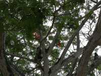 The Dive of the Sky Tyrants: On the Selangor River, Summoning a Raptor Storm with Chicken Skin