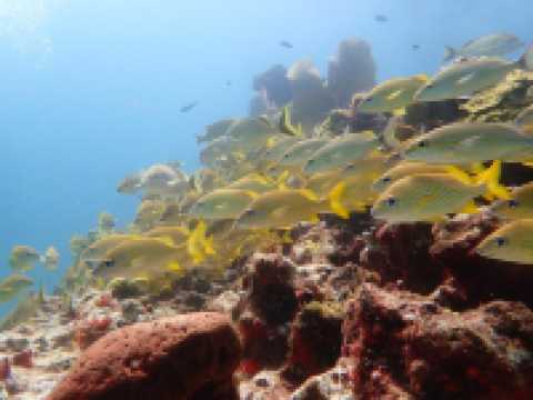 カンクン🇲🇽海底美術館でスキューバダイビング🤿