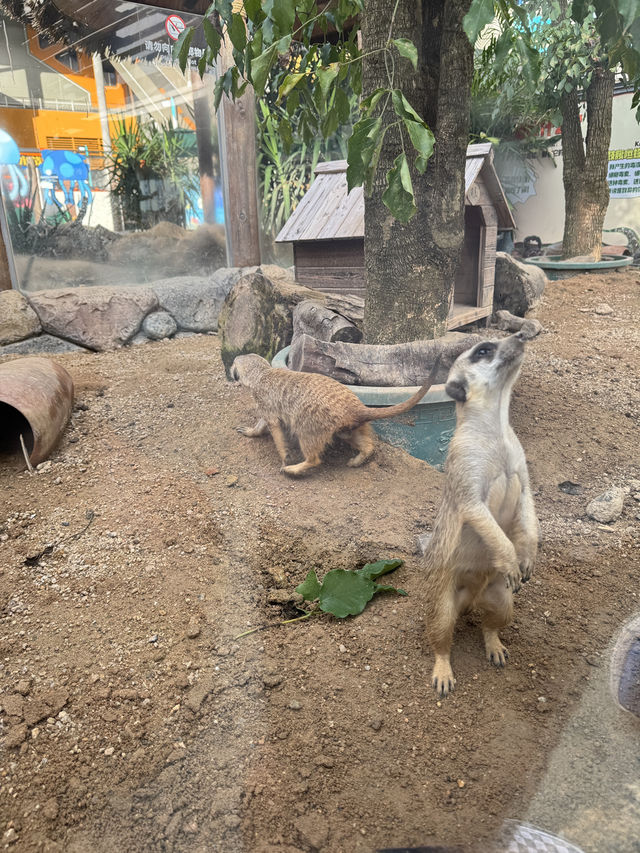 珠海必玩長隆飛船樂園🌟   珠海必玩長隆飛船樂園🌟