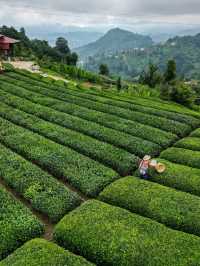 Rize Tea Bliss🍃  