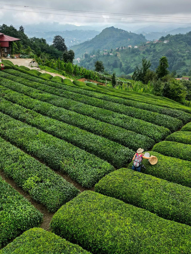 Rize Tea Bliss🍃  