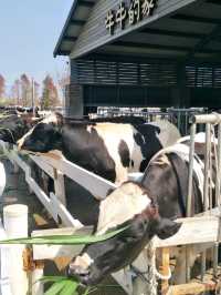 親子同遊的雲林療癒景點🐄#【千巧谷牛樂園牧場】-雲林縣崙背鄉