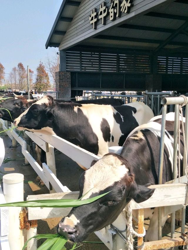親子同遊的雲林療癒景點🐄#【千巧谷牛樂園牧場】-雲林縣崙背鄉 親子同遊的雲林療癒景點🐄#【千巧谷牛樂園牧場】-雲林縣崙背鄉