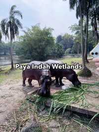 Paya Indah Wetlands: Tranquil Encounter with Hippos, Crocodiles, and Nature’s Stillness