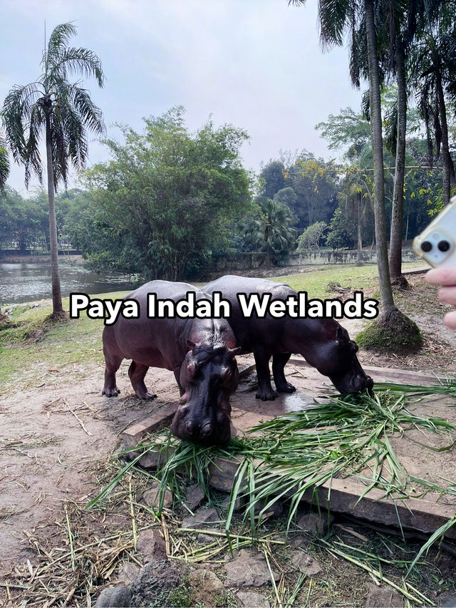 Paya Indah Wetlands: Tranquil Encounter with Hippos, Crocodiles, and Nature’s Stillness