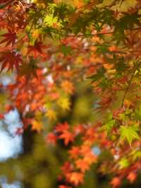 真っ赤な鳥居と黄色のイチョウのコントラストが絶景