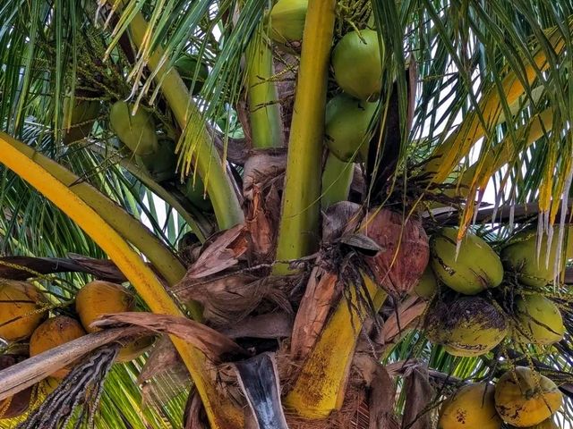 🏝️💦 Silk Cayes – Belize’s Tropical Hideaway 🏝️💦 Silk Cayes – Belize’s Tropical Hideaway