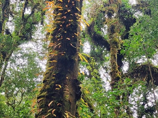 Forest Bathing at Doi Inthanon: Chill Vibes + Epic Scenery