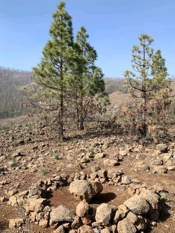 A Quiet Slice of Authentic Canary Island Life A Quiet Slice of Authentic Canary Island Life