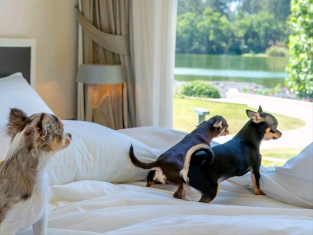 ที่พักภูเก็ตวิวทะเลสุดชิค พาน้องหมาเที่ยวได้!